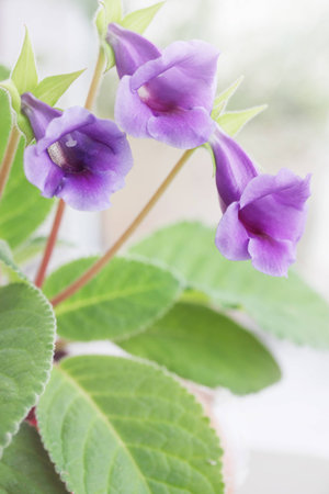 Beautiful purple flowers Gloxinia Sinning, houseplant, close-upの写真素材