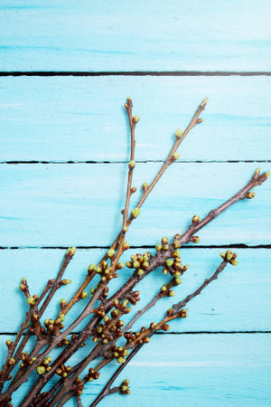 cherry branches with buds on a wooden background