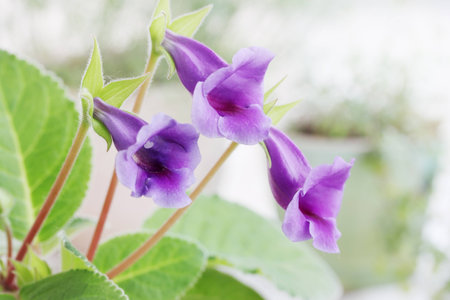 Beautiful purple flowers Gloxinia Sinning, houseplant, close-upの写真素材