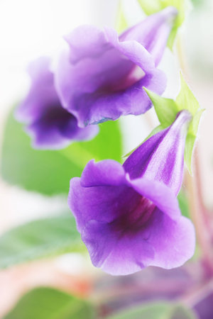 Beautiful purple flowers Gloxinia Sinning, houseplant, close-upの写真素材