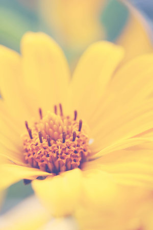 Beautiful yellow flower Heliopsis many years, the family Asteraceaeの写真素材