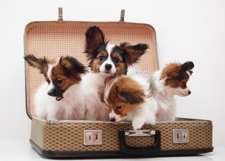 Four Papillon puppies in the suitcase, isolated on white backgroundの写真素材