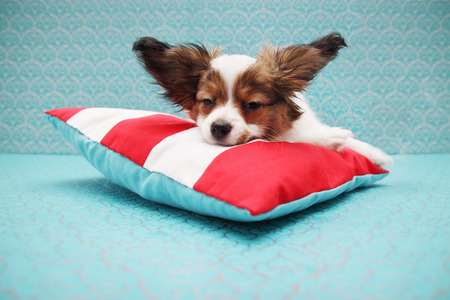 Little puppy dog breed papillon lying on a pillowの写真素材