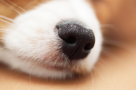 The nose of the dog that is sleeping, close-upの写真素材
