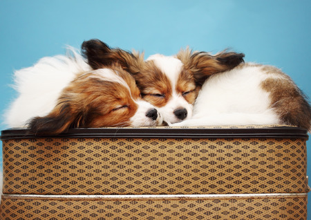 Two dogs sleeping glomeruli on a suitcaseの写真素材