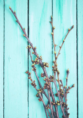 cherry branches with buds on a wooden backgroundの写真素材