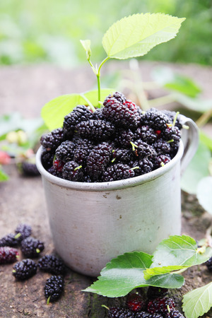 fresh mulberries in an old metal mugの写真素材