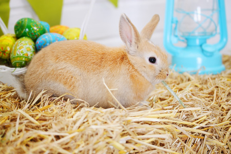 Easter still life, ginger rabbit on a haystackの写真素材