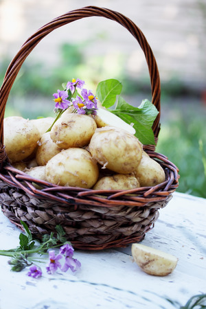 tubers young potatoes with a potato flowerの写真素材