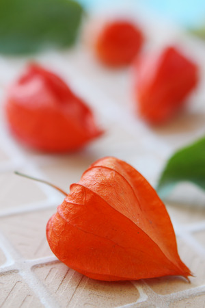 physalis of the genus Solanaceae, Beautiful orange flashlight for sceneryの写真素材