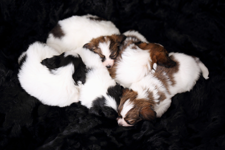 small breed puppies Papillon sweetly sleeping on furの写真素材