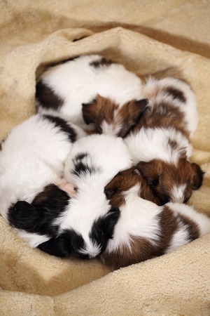 small breed puppies Papillon sweetly sleeping on furの写真素材