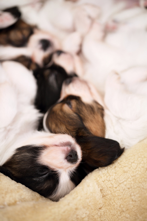 small breed puppies Papillon sweetly sleeping on furの写真素材