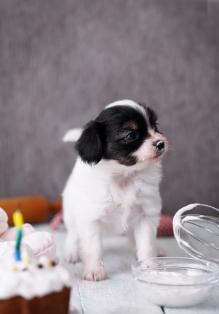 Little Puppy Papillon with a celebratory cakeの写真素材