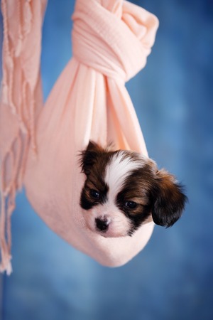 Small breed papillon puppy hanging in fabricの写真素材