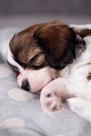 small breed puppy Papillon sweetly sleeping on pillowの写真素材