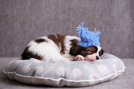 small breed puppy Papillon sweetly sleeping on pillowの写真素材