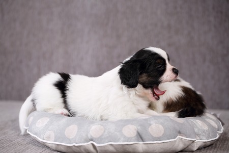 small breed puppies Papillon sweetly sleeping on pillowの写真素材