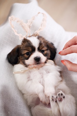 puppy with rabbit ears lies on a white clothの写真素材