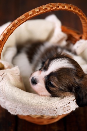 Small breed Papillon puppy in a basketの写真素材