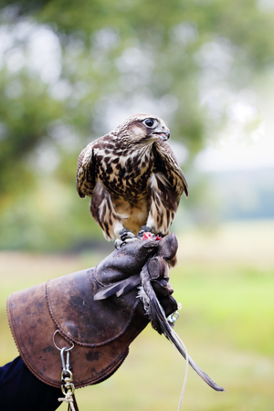 The owner feeds his falcon dove meatの写真素材
