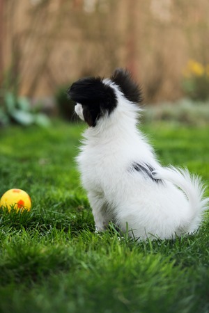 Puppy breeds Papillon on the green grassの写真素材