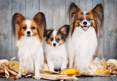 Canine family, mom, dad and puppy. Postcard Rusticの写真素材