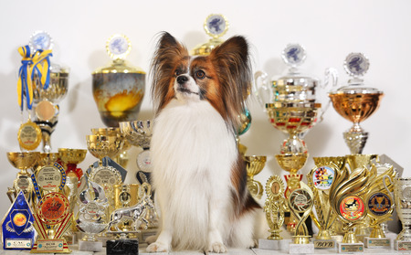 dog breed Papillon with a lot of cups from competitionsのeditorial素材