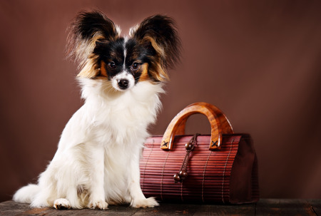 dog breed Papillonの写真素材