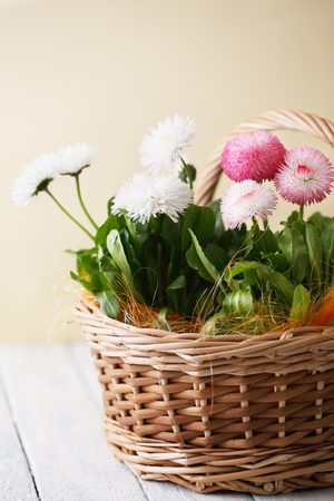 spring flowers Bellis perennisの写真素材