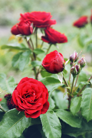 Red rose in the gardenの写真素材