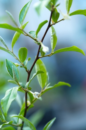 flowers of Elaeagnus multifloraの写真素材