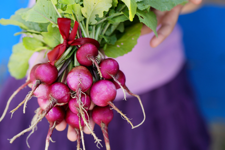 Purple radish in handsの写真素材