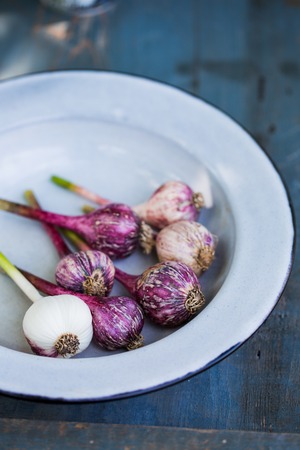 purple Garlic in a bowlの写真素材