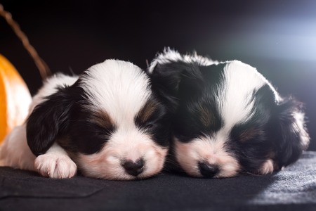 two puppies liesの写真素材