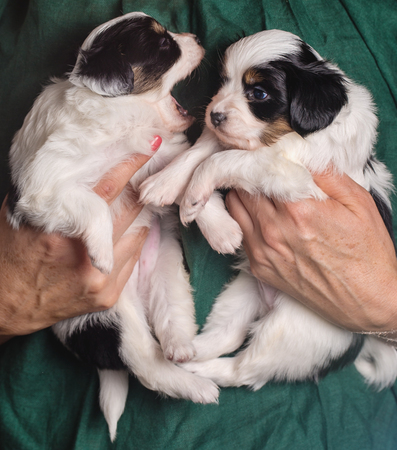 Papillon in female handsの写真素材