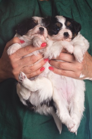 dogs in the handsの写真素材