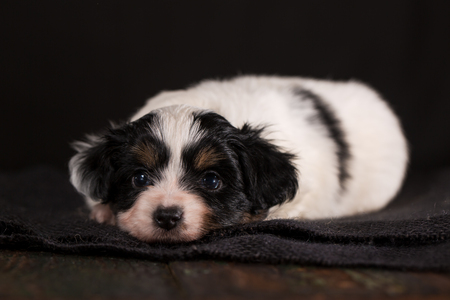 A lonely bored puppyの写真素材