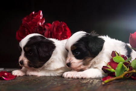 Puppy with red rosesの写真素材