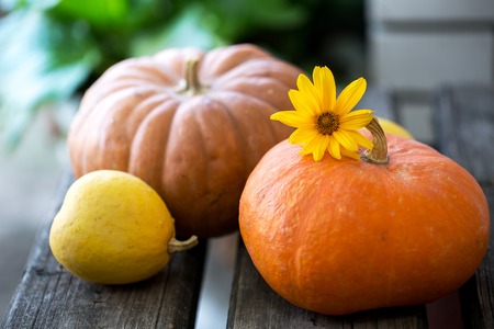 decorative pumpkins, close-upの写真素材