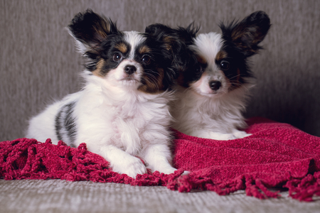 Two puppies breed papillon rest on the couchの写真素材