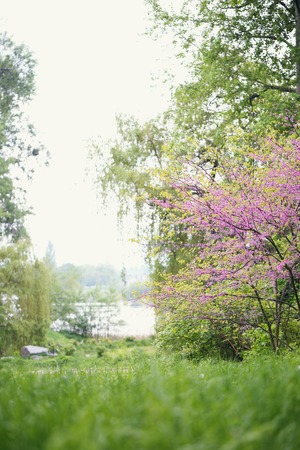 Blooming Redbud Treeの写真素材