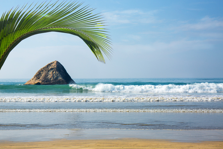 seascape with palm leafの写真素材