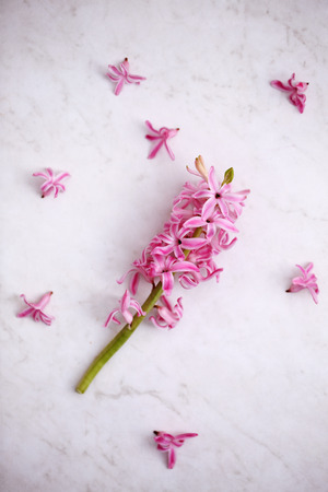 Flowers of a pink hyacinthの写真素材