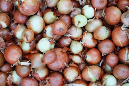 horizontal background of onionの写真素材