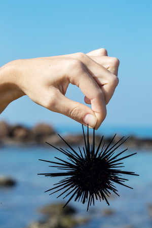 sea urchin close-upの写真素材