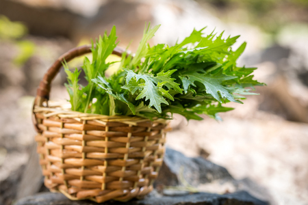 Fresh leaves of lettuce mustard in the basketの写真素材