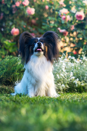 The dog shows his long tongueの写真素材