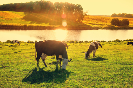 Cows by the river in the rays of sunsetの写真素材