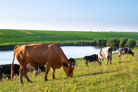 Red cow in the herdの写真素材
